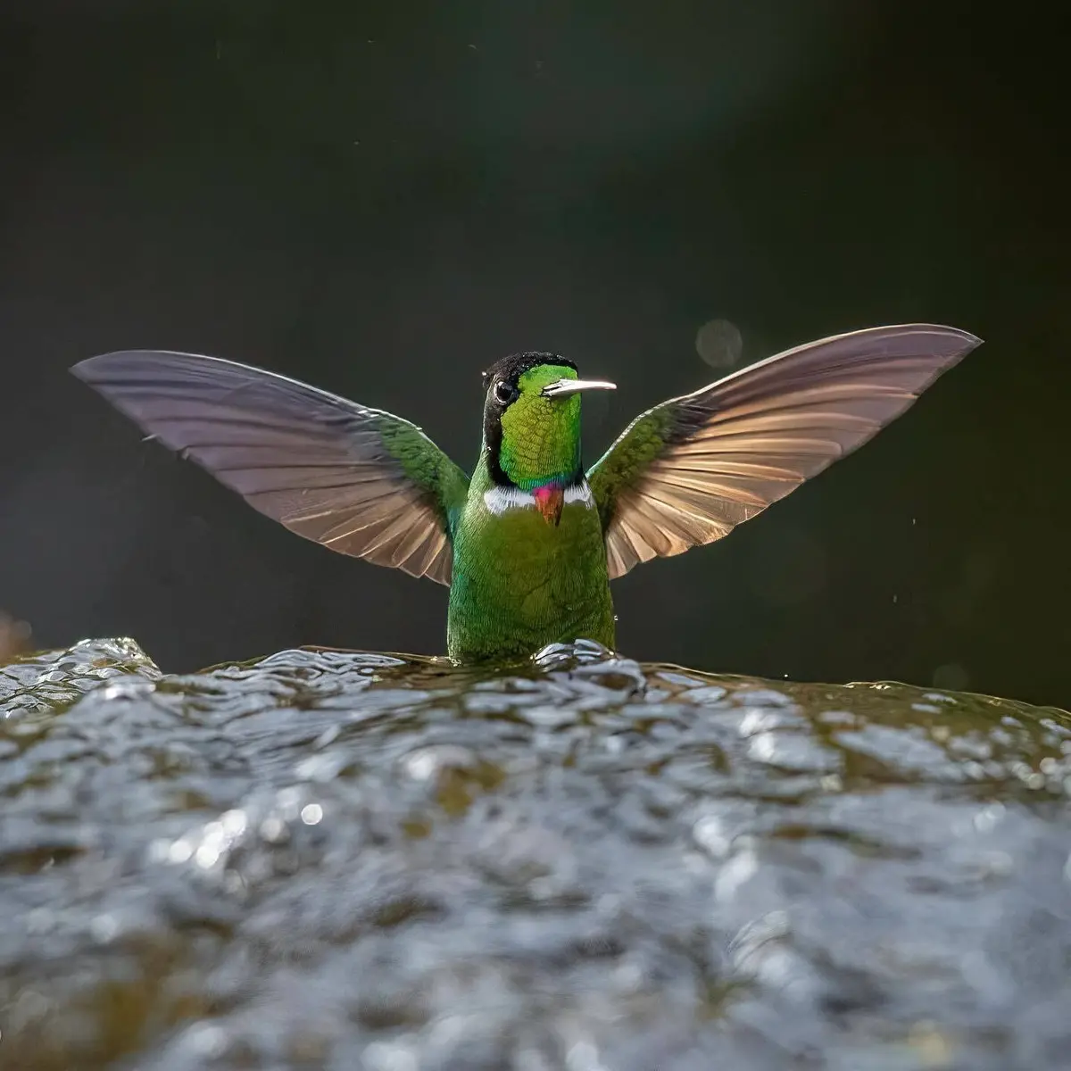 Beija-flor-de-gravatinha-vermelha de asas abertas numa pedra molhada, sobre fundo escuro